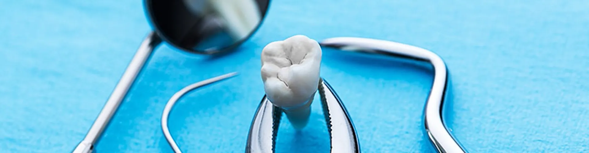 Tooth held in dental forceps with other dental tools.