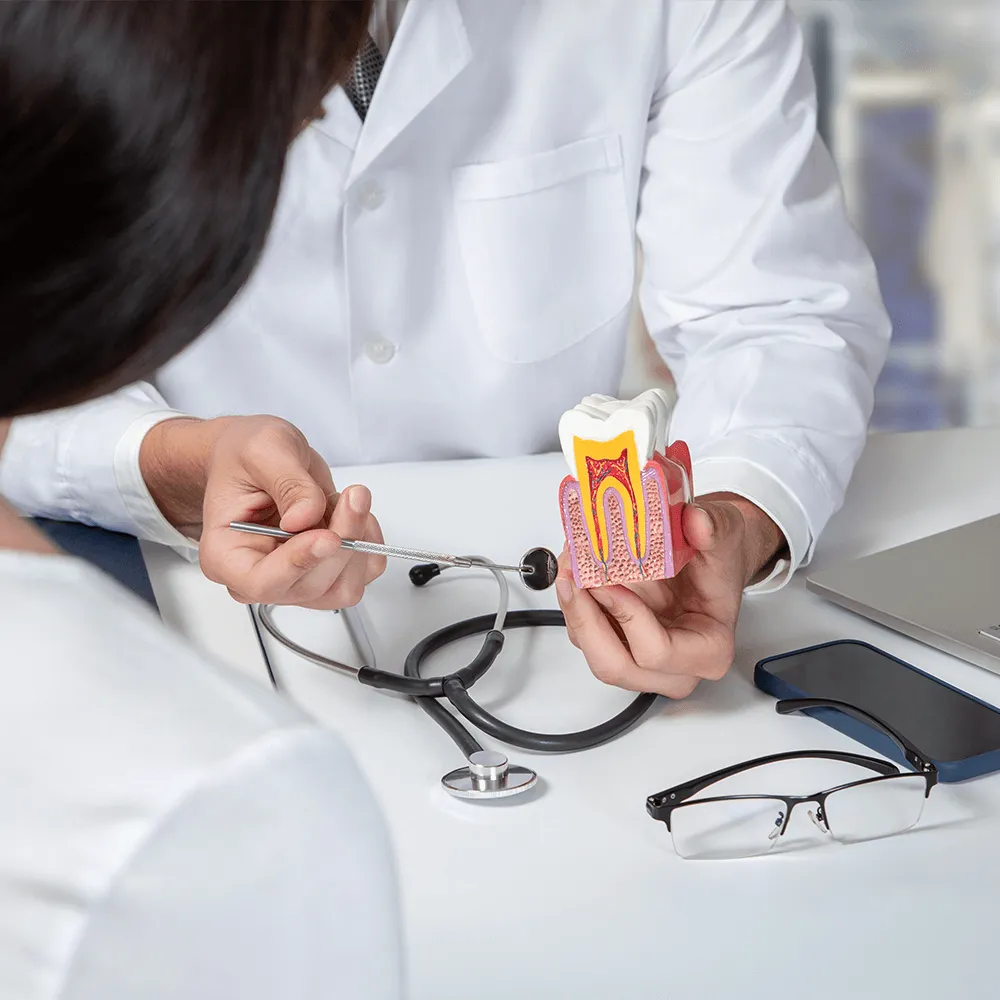 Dentist showing inside of a tooth.